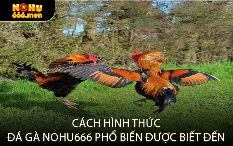 Cách Hình Thức Đá Gà NOHU666 Phổ Biến Được Biết Đến
