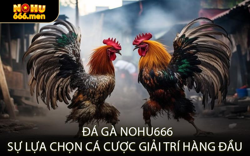 Sảnh Cược Đá Gà NOHU666 Đỉnh Cao Của Sự Chuyên Nghiệp