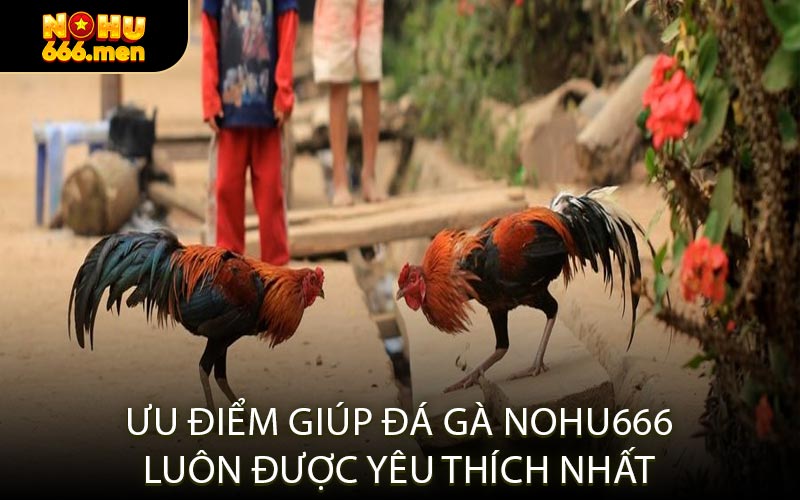 Ưu Điểm Giúp Đá Gà NOHU666 Luôn Được Yêu Thích Nhất